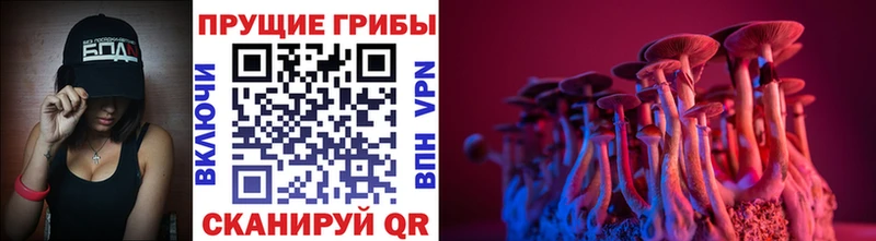 Псилоцибиновые грибы Psilocybine cubensis Горно-Алтайск