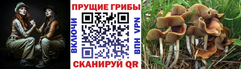 Псилоцибиновые грибы Psilocybe Горно-Алтайск